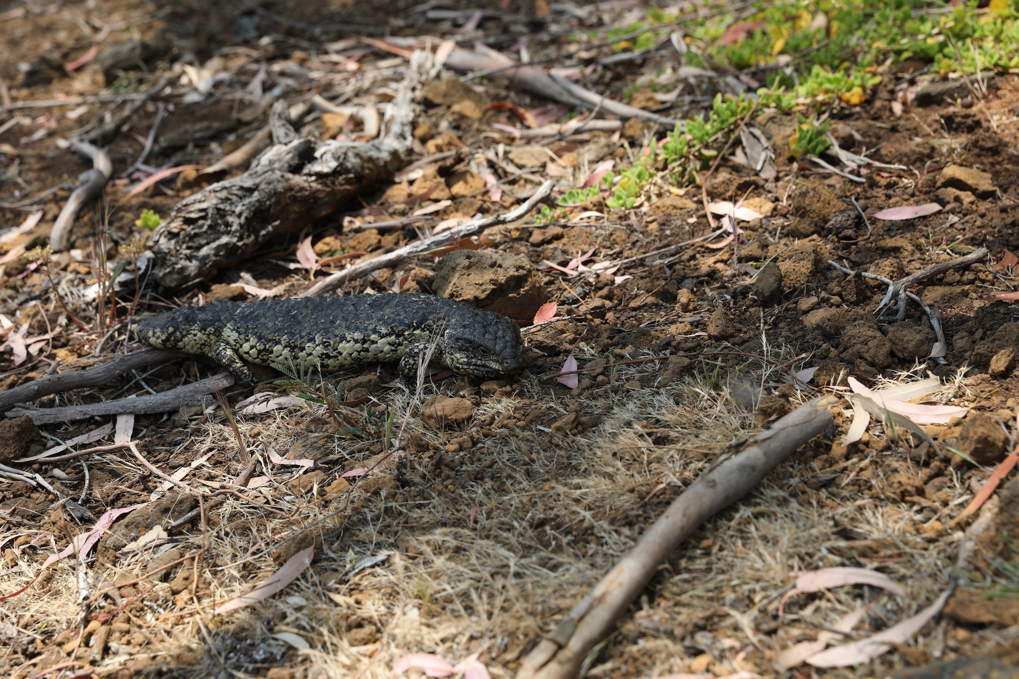 Die kleine 30cm groÃŸe Echse